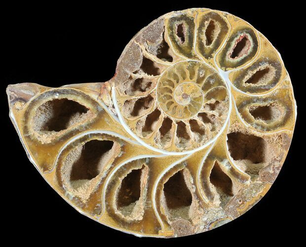 Sliced, Agatized Ammonite Fossil (Half) - Jurassic #54069